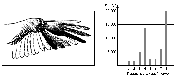        Pandion haliaeetus,        