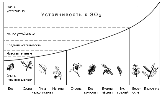 Чувствительность различных деревьев и кустарников к дыму, содержащему SO2